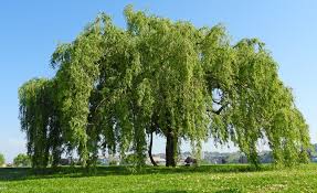 SALGUEIRO OU SALSO - CHORÃO