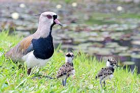 QUERO-QUERO PAMPIANO