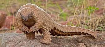 PANGOLIN