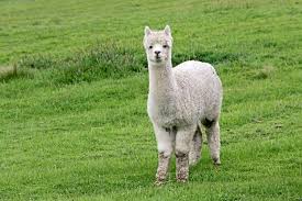 ALPACA