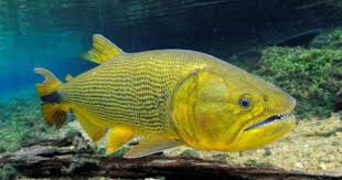 DOURADO MARINHO