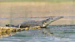 GAVIAL