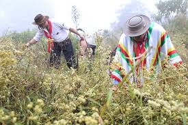 EVENTO COLHEITA DA MACELA