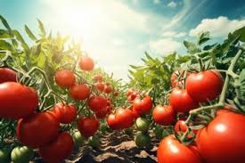 PLANTAÇÃO DE TOMATES