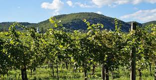 PLANTAÇÃO DE VIDEIRA