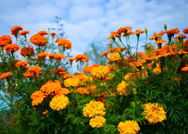 TAGETES