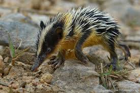 TENREC