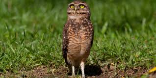 AVE CORUJA BURAQUEIRA