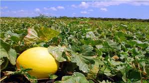 PLANTAÇÃO DE MELÃO