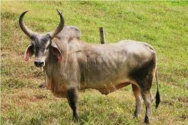 ZEBU