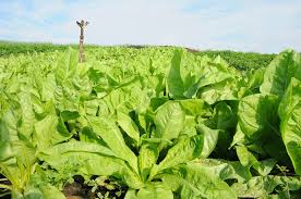 PLANTAÇÃO DO ALMEIRÃO