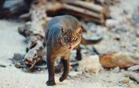 JAGUARUNDI