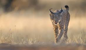LINCE