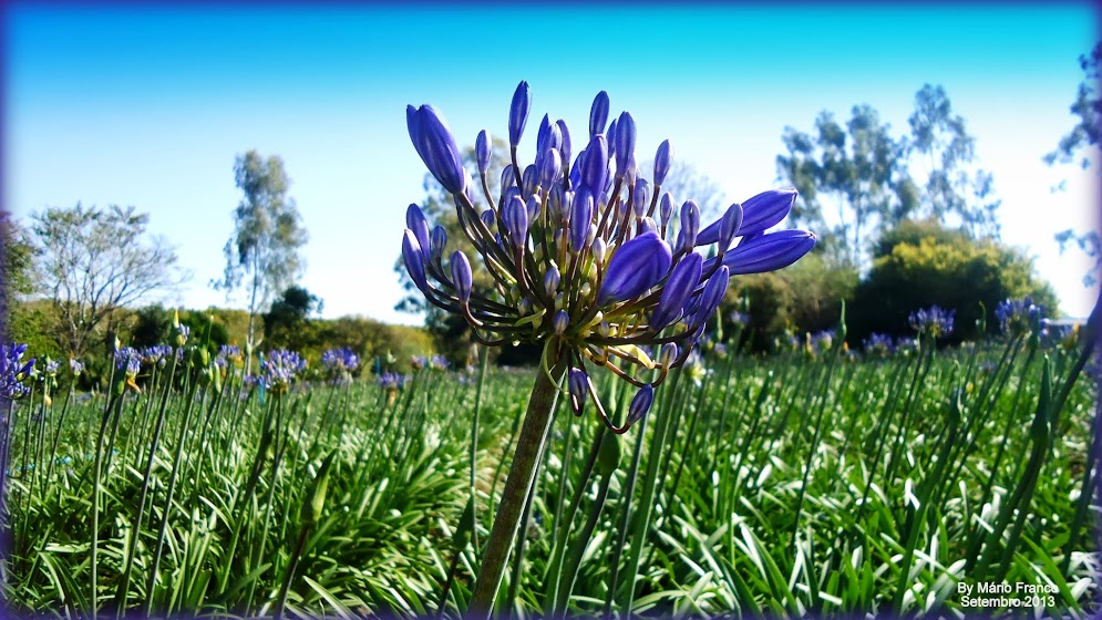 AGAPANTHUS