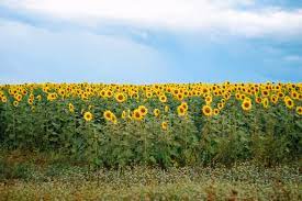 PLANTAÇÃO DE GIRASSOIS