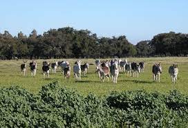 MANADA DE ASNOS OU BURROS