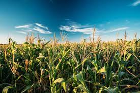 PLANTAÇÃO DE MILHO