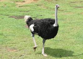 AVESTRUZ