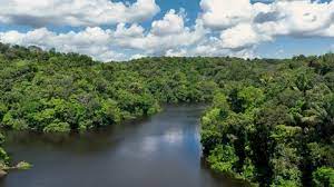 BIOMA AMAZÔNICO 