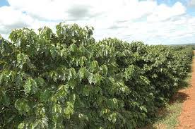 PLANTAÇÃO DO CAFÉ
