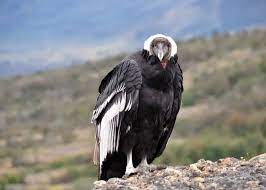 CONDOR