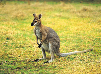 ANIMAL  CANGURU