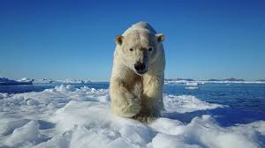 URSO POLAR