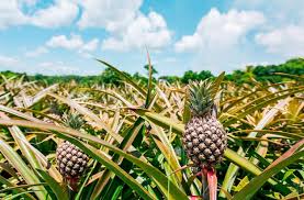 PLANTAÇÃO  DE  ABACAXIS