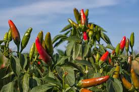 PLANTAÇÃO DE PIMENTÃO