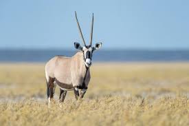 ANTILOPE
