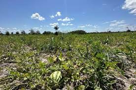 PLANTAÇÃO DE MELANCIAS