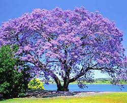 JACARANDÁ - ROXO