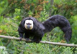 SAKI MONKEY