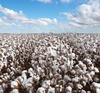 PLANTAÇÃO DE ALGODÃO